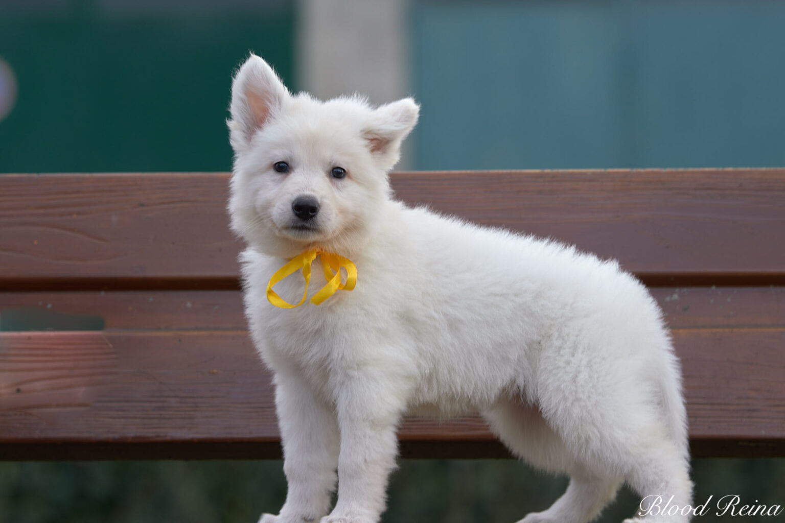 Management innovant : les chiens transforment le bureau