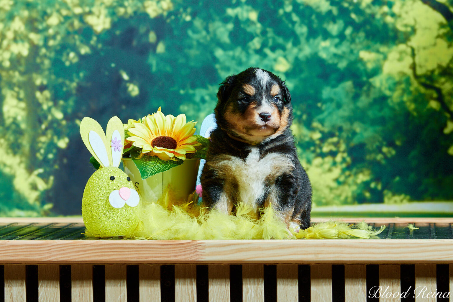 Lancer un élevage canin : le guide entrepreneurial