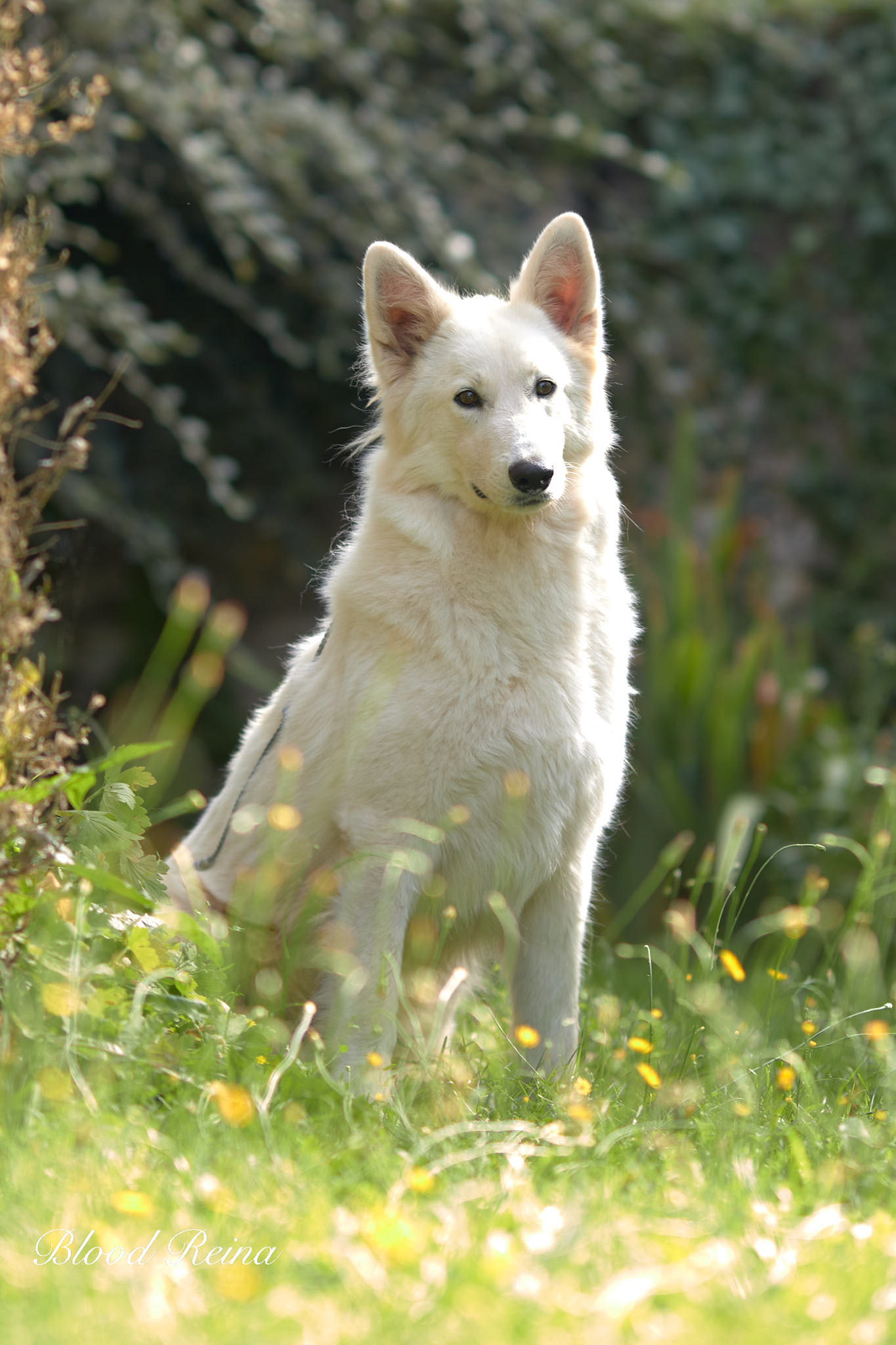 Suivi sanitaire élevage